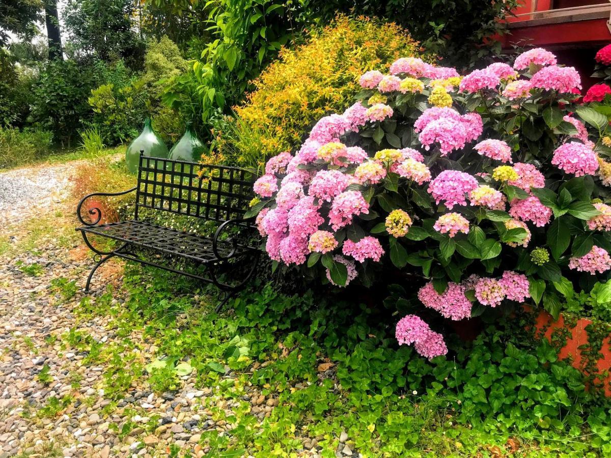 Hortensia By Le Rose